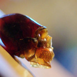 Crâne en ambre de Sumatra